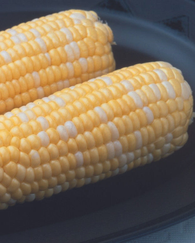 Ambrosia Sweet Corn