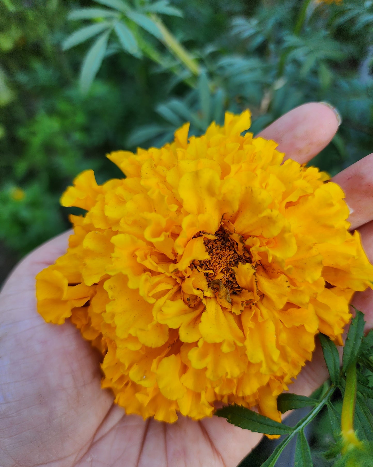 Orange Hawaii Marigold