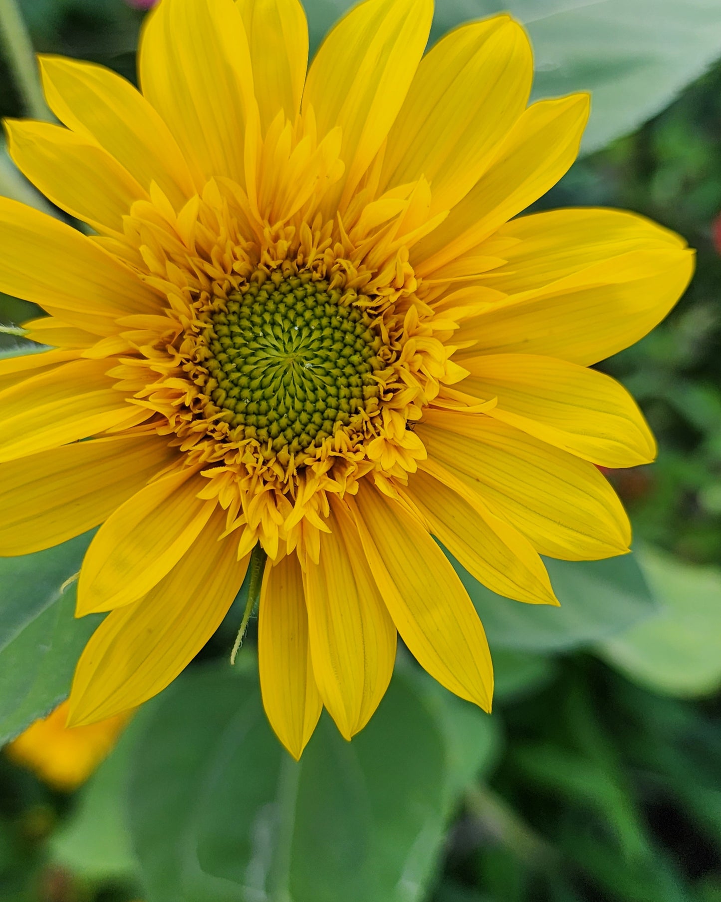 Sunflower Mix