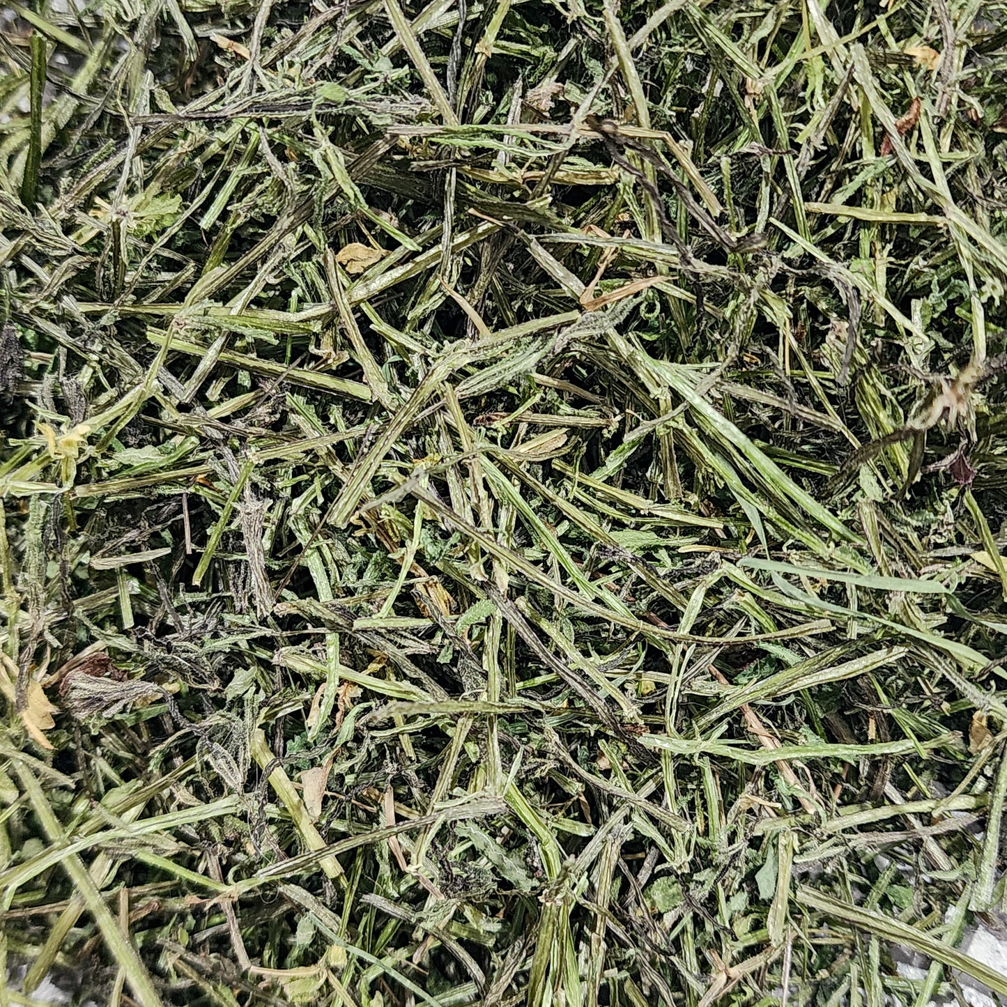 Wild Foraged Cleavers