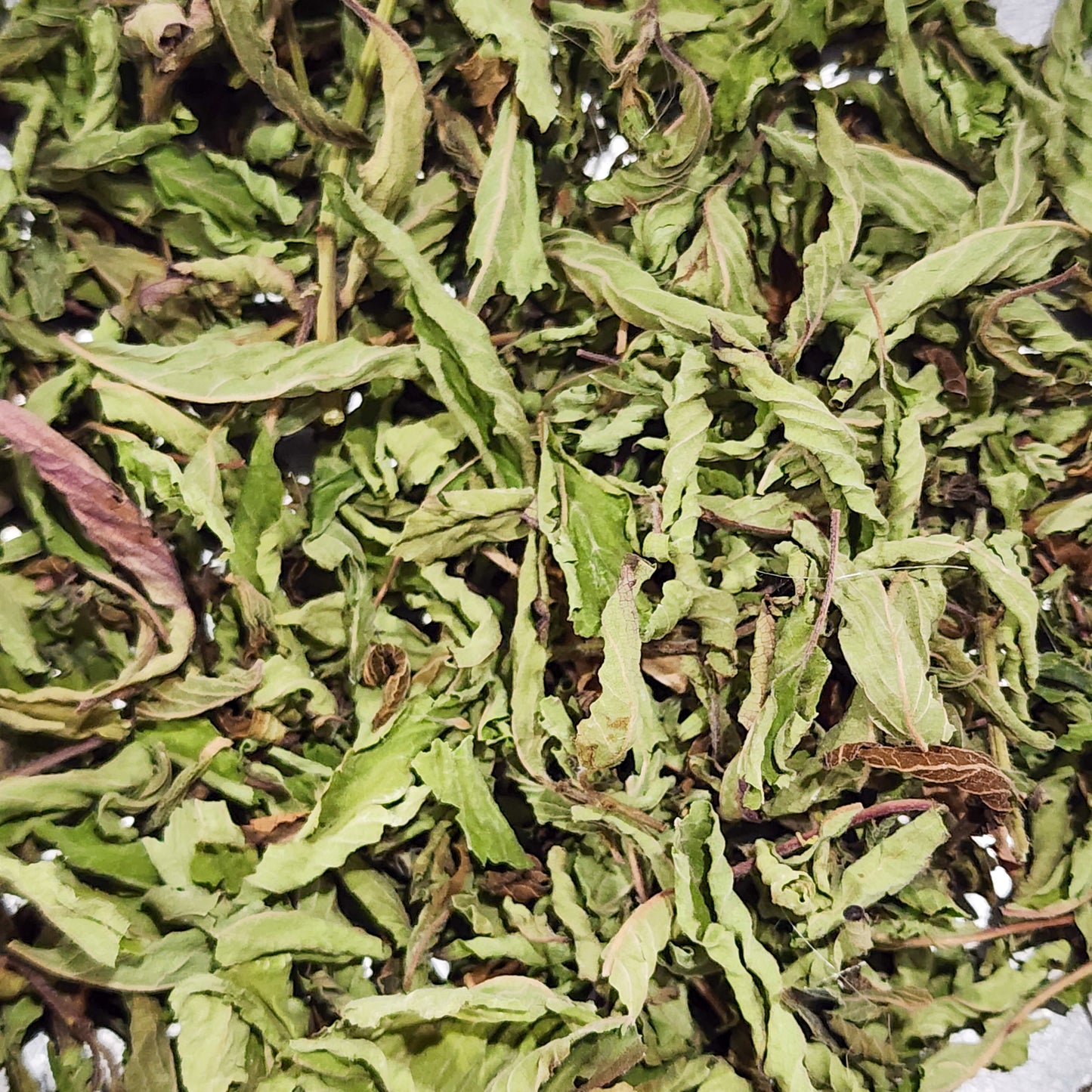 Pineapple Sage