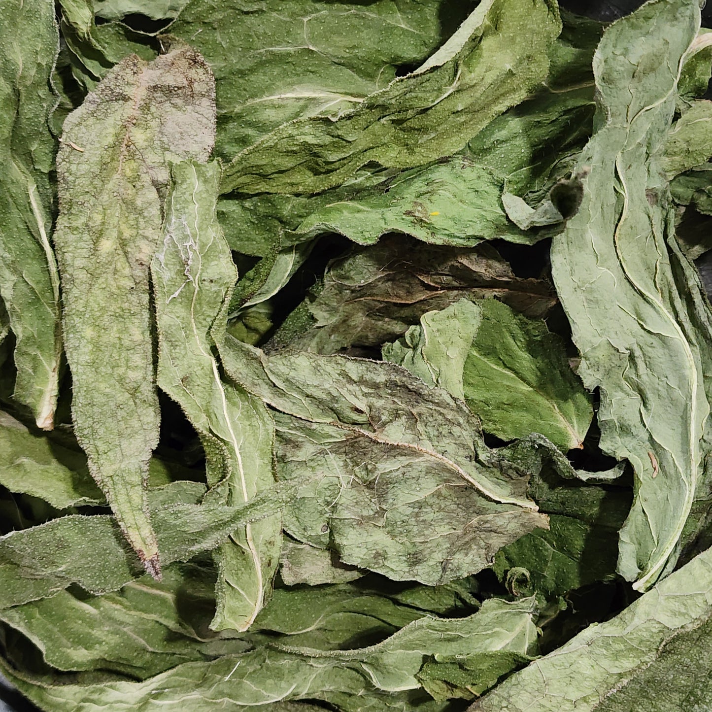 Comfrey Leaves