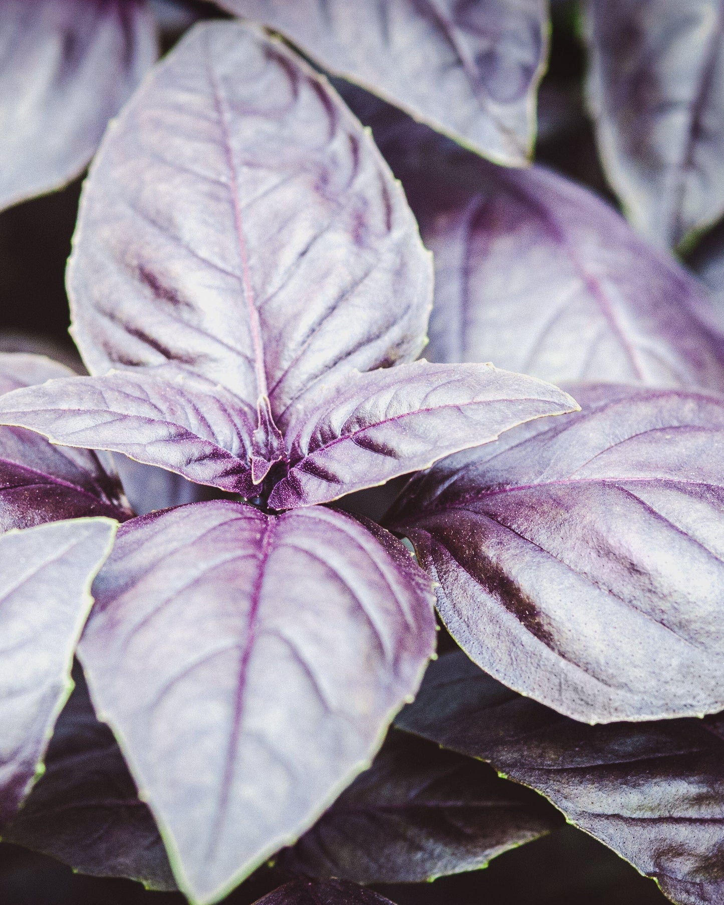 Dark Purple Opal Basil