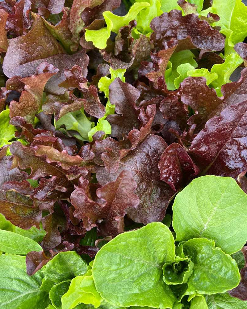Heirloom Lettuce Mix