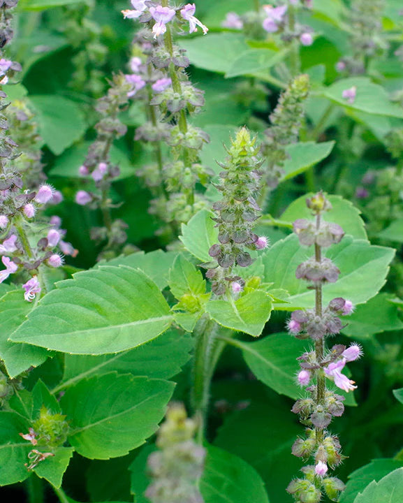 Holy Basil (Tulsi)