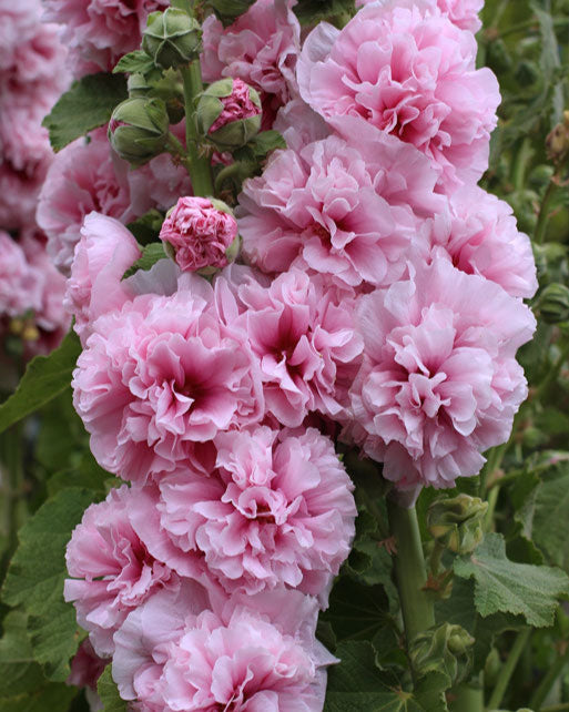 Double Pink Hollyhock
