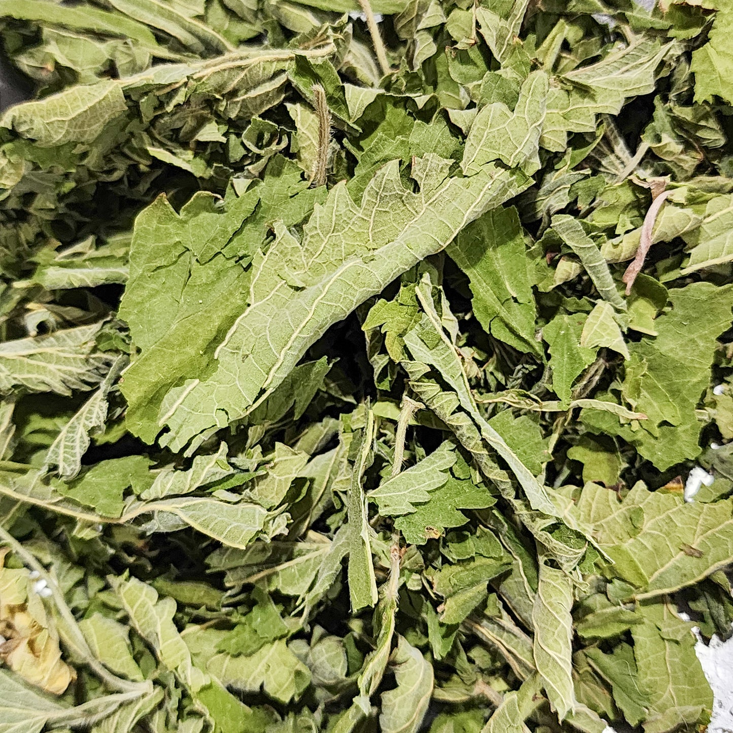 Wild Foraged Nettle