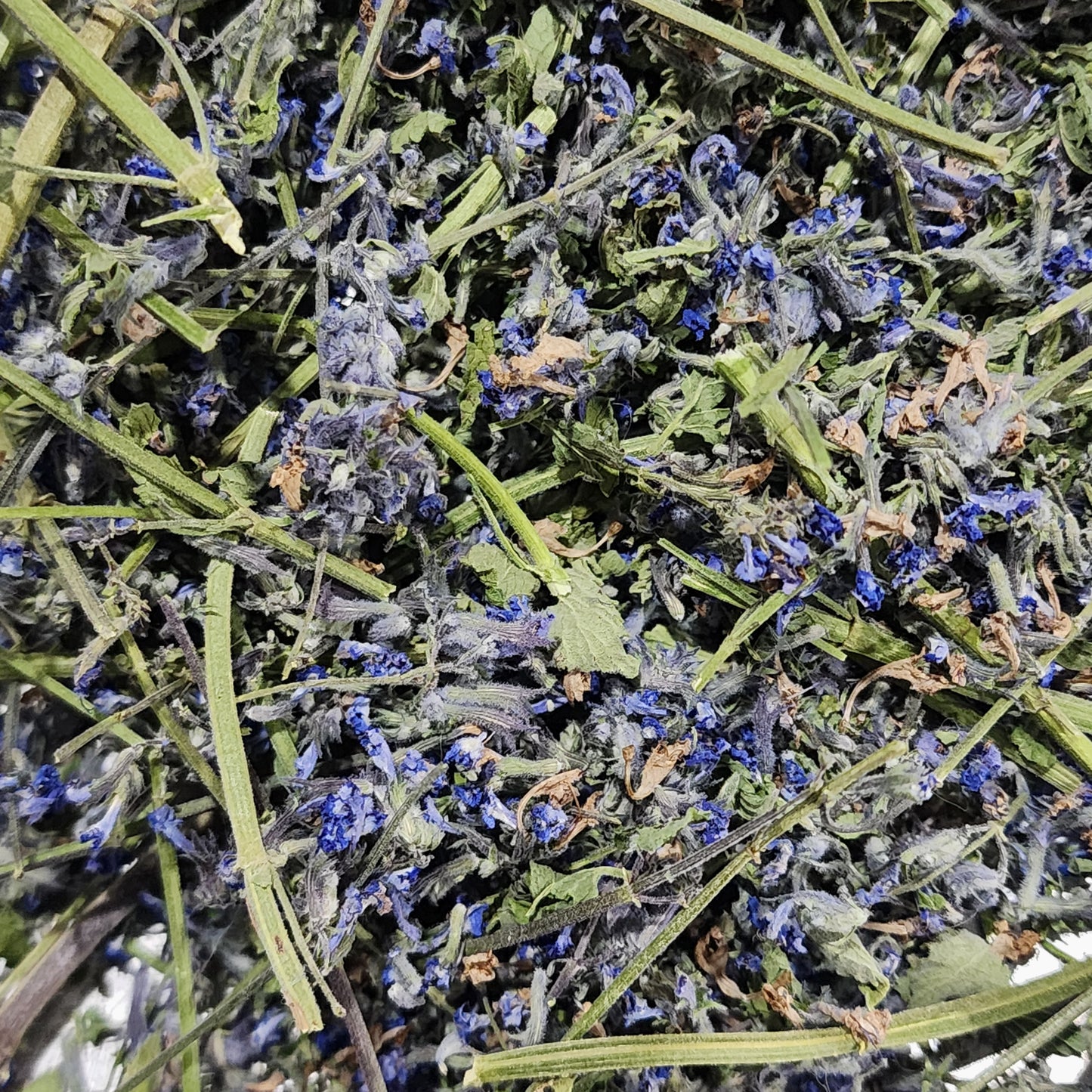 Catmint