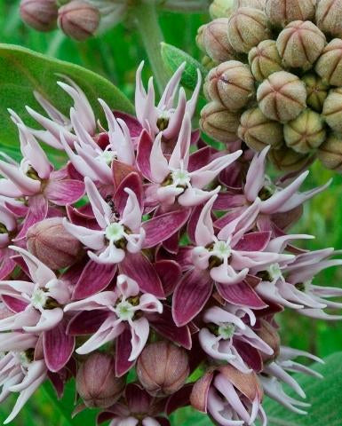 Showy Milkweed