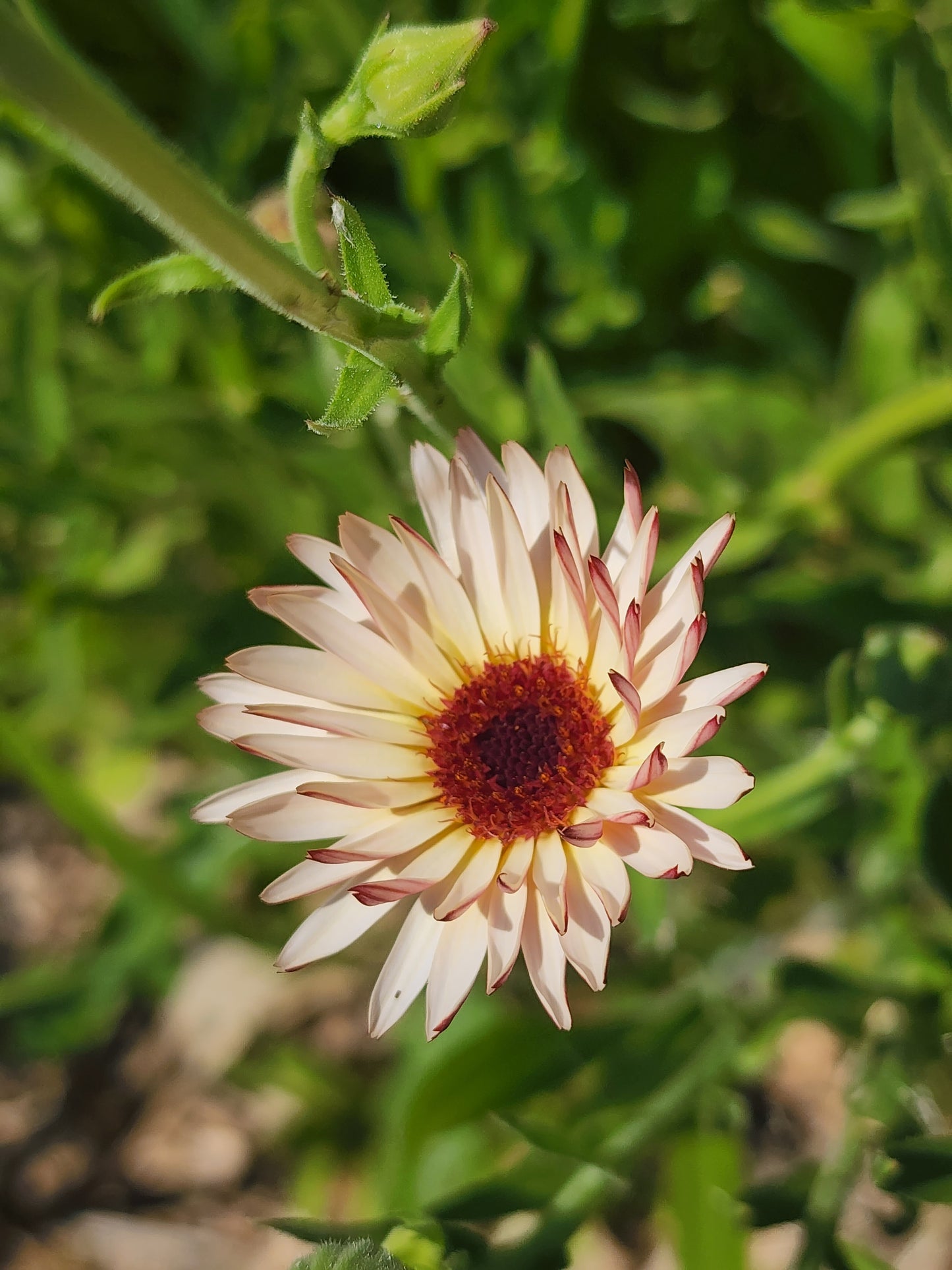 Calendula Mix