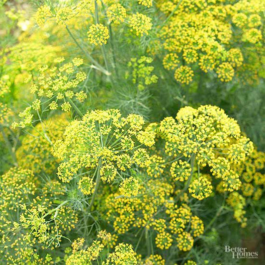 Dill Mix