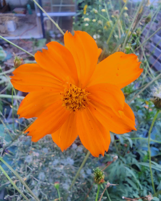 Bright Lights Cosmos