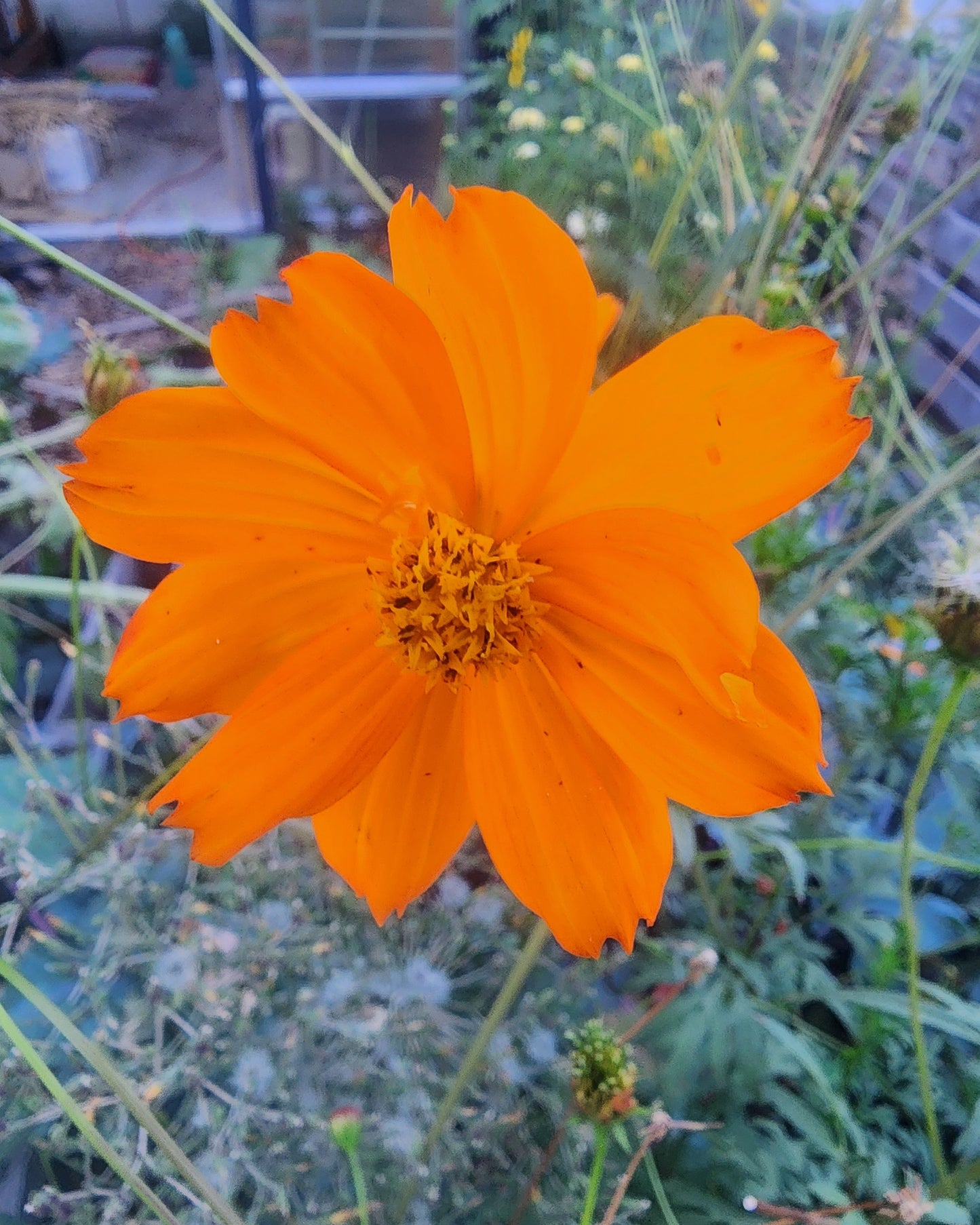 Bright Lights Cosmos
