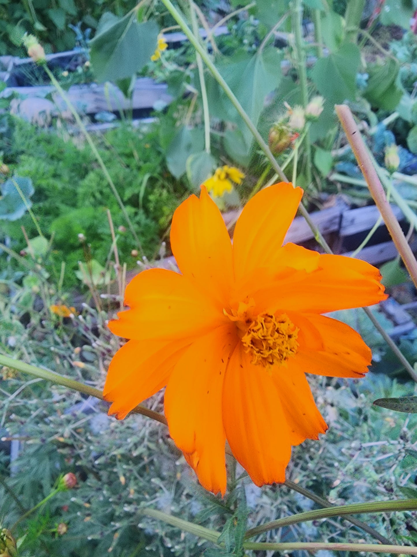 Bright Lights Cosmos