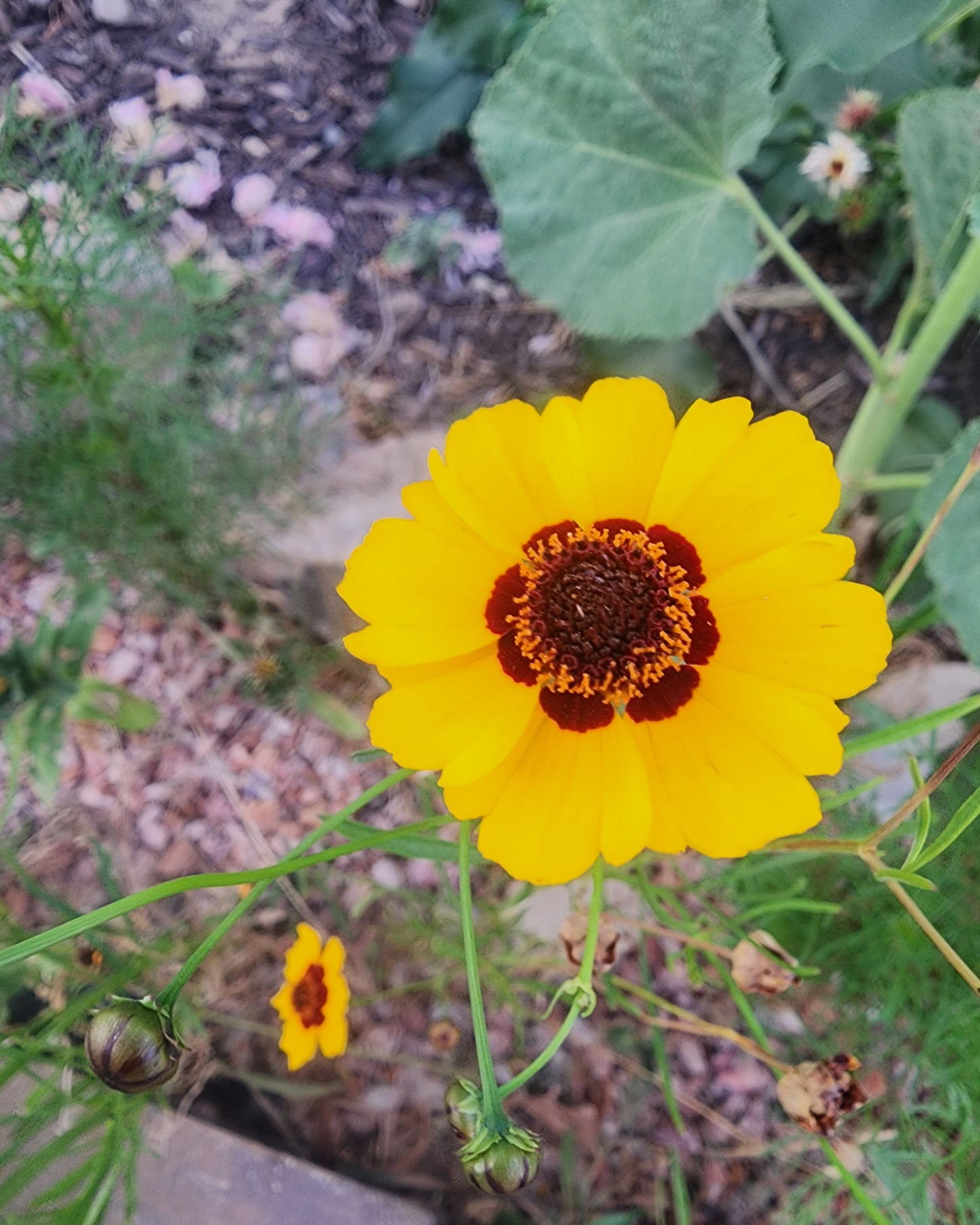 Plains Coreopsis
