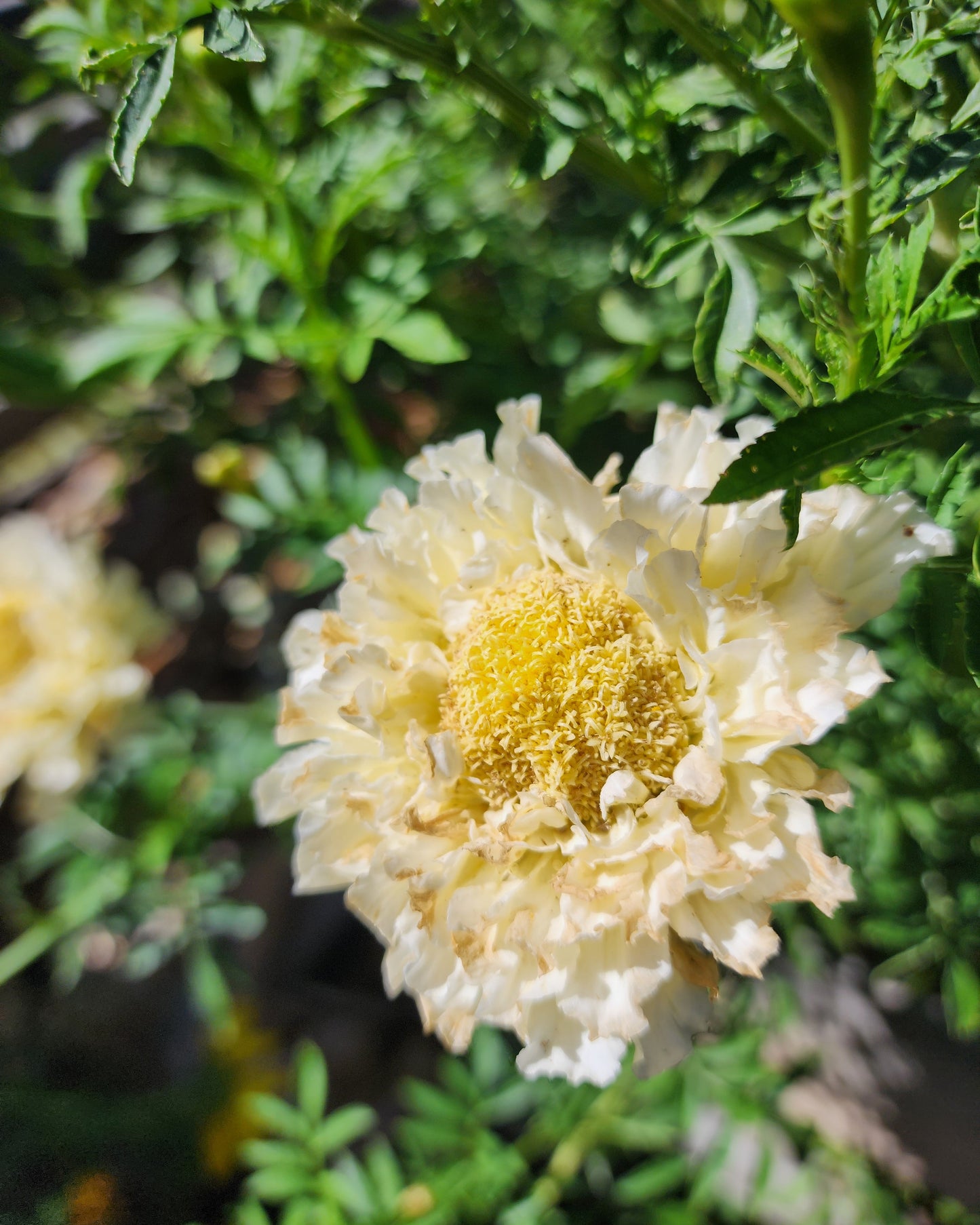 Kilimanjaro White Marigold