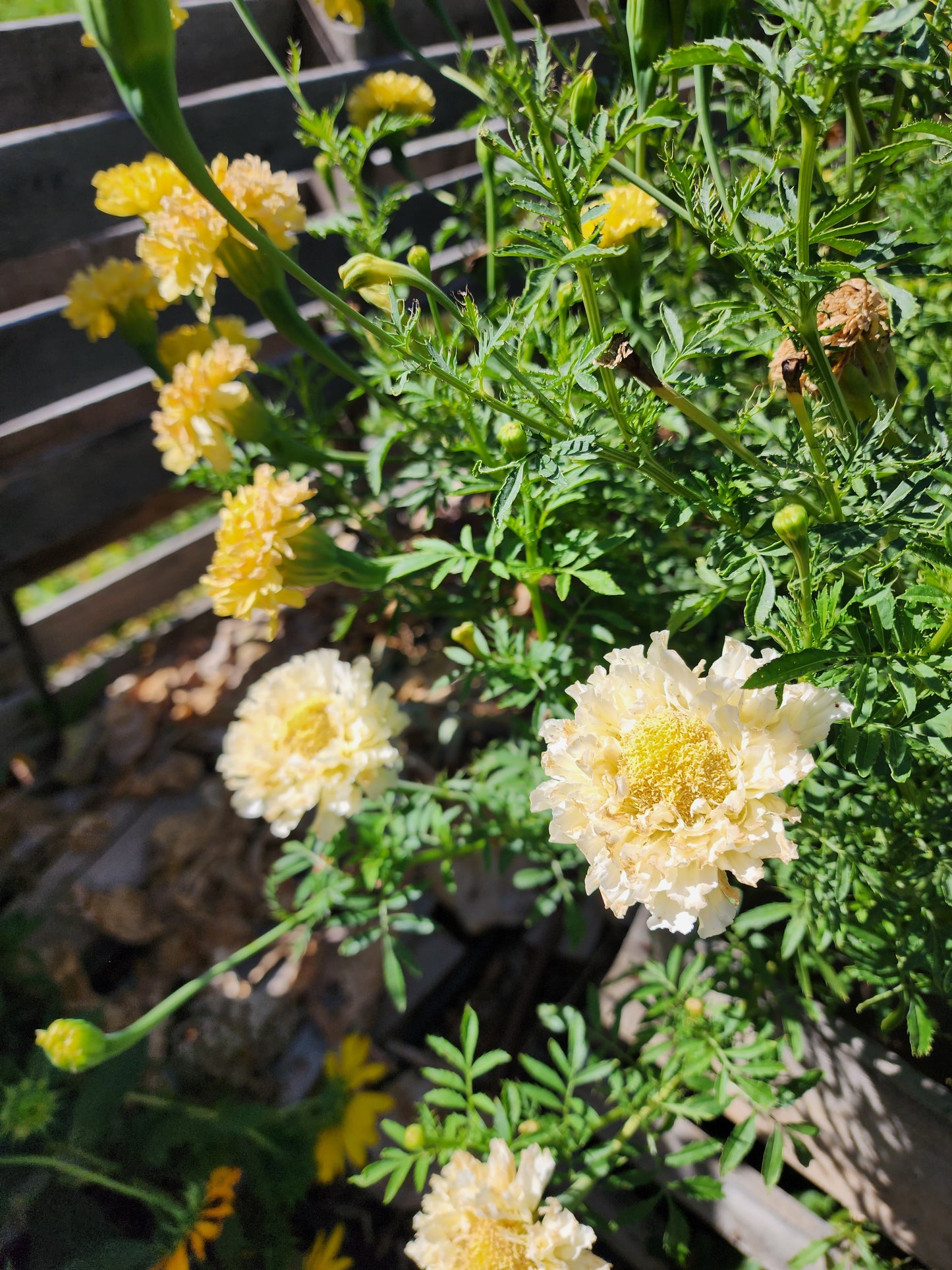Kilimanjaro White Marigold