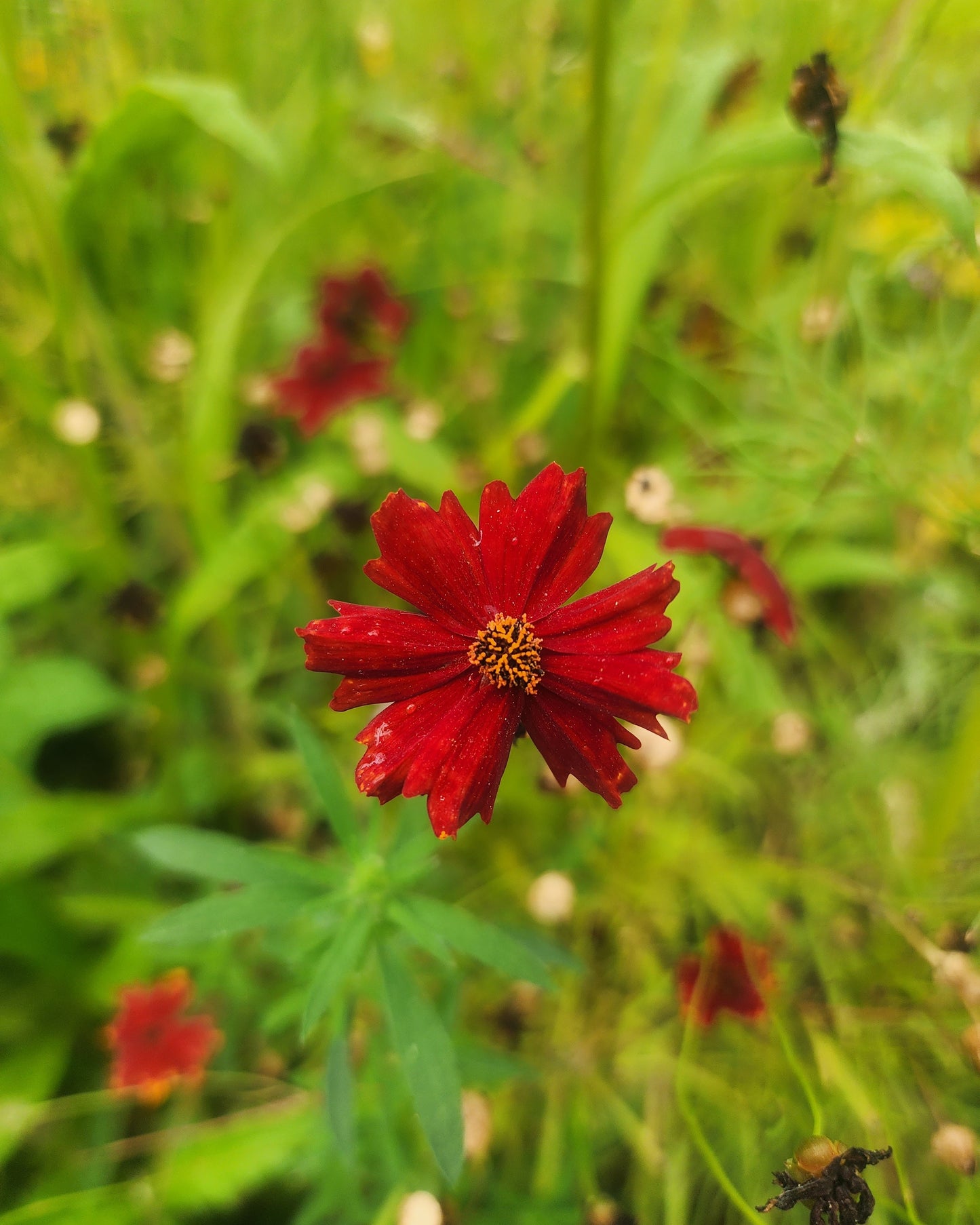 Dyer's Coreopsis
