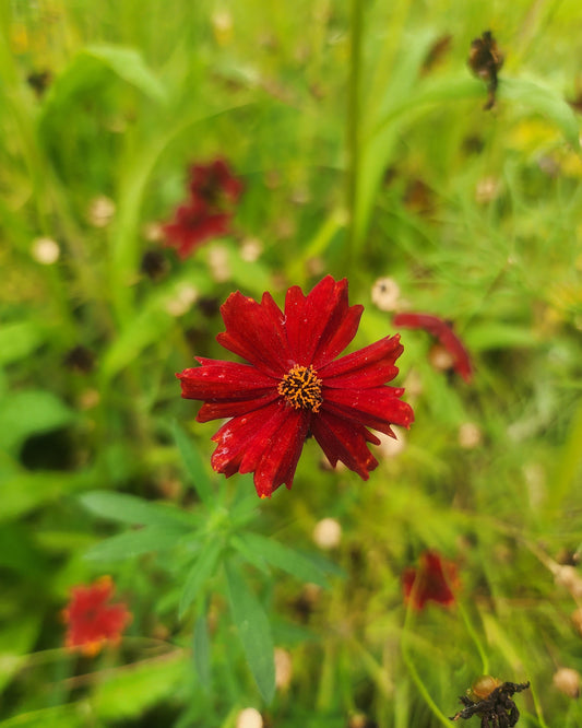 Dyer's Coreopsis