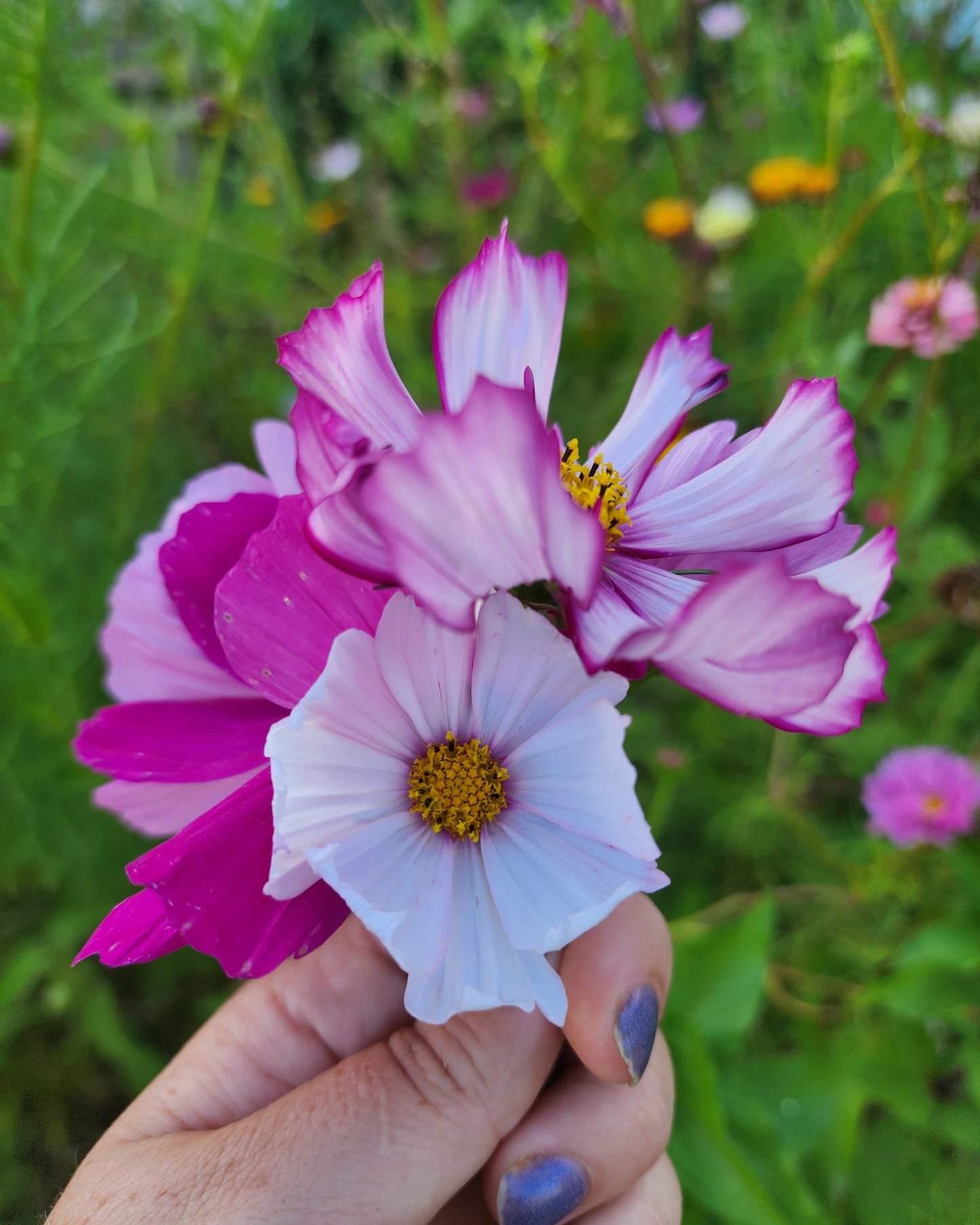 "Pretty in Pink" Cosmos Mix