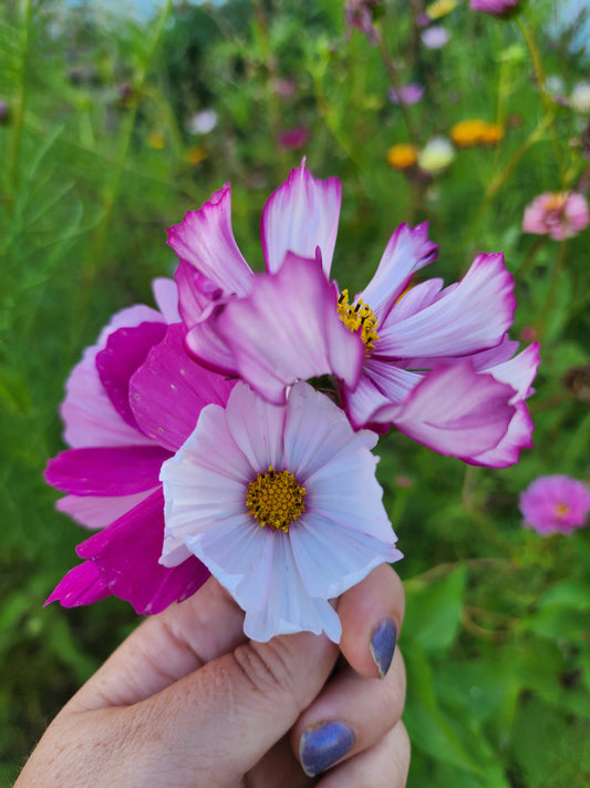 "Pretty in Pink" Cosmos Mix