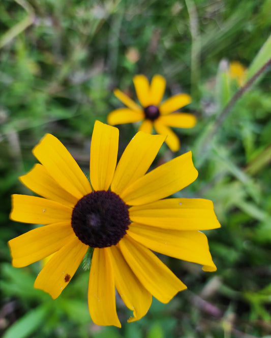 Black Eyed Susan