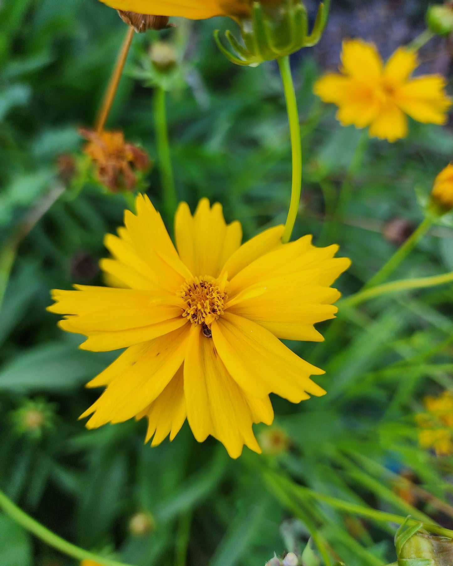 Lanceleaf Coreopsis