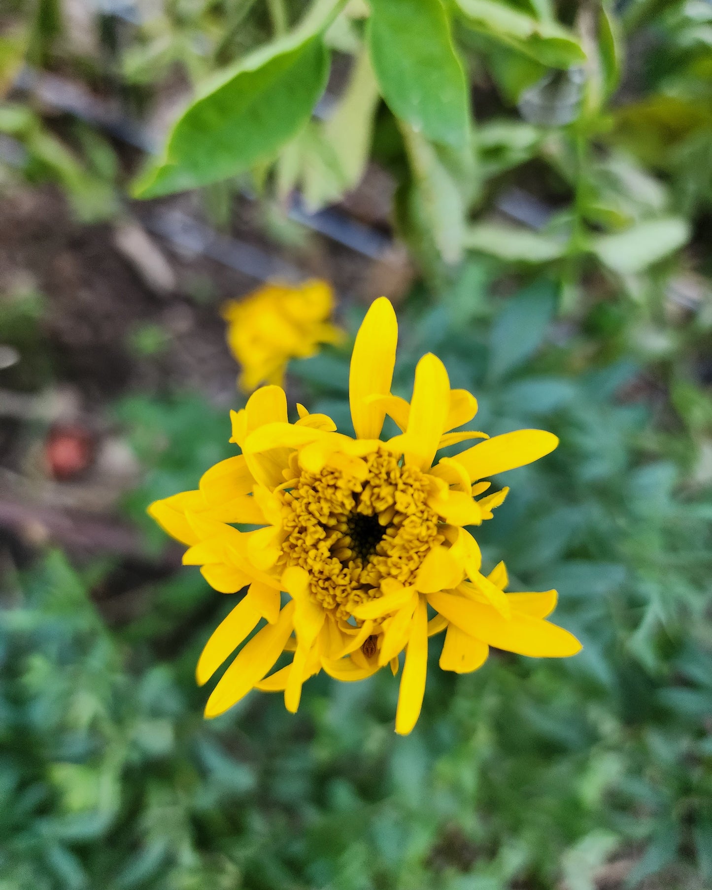 Spinning Wheel Marigold