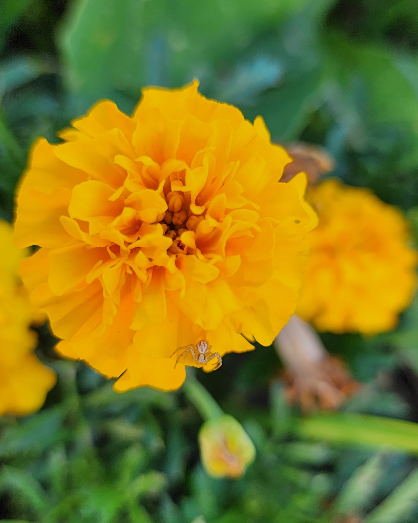 Sunshine Marigold