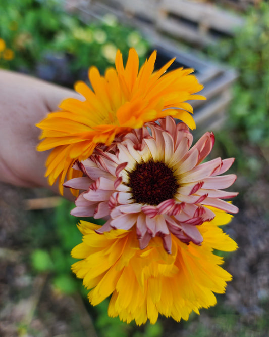 Calendula Mix