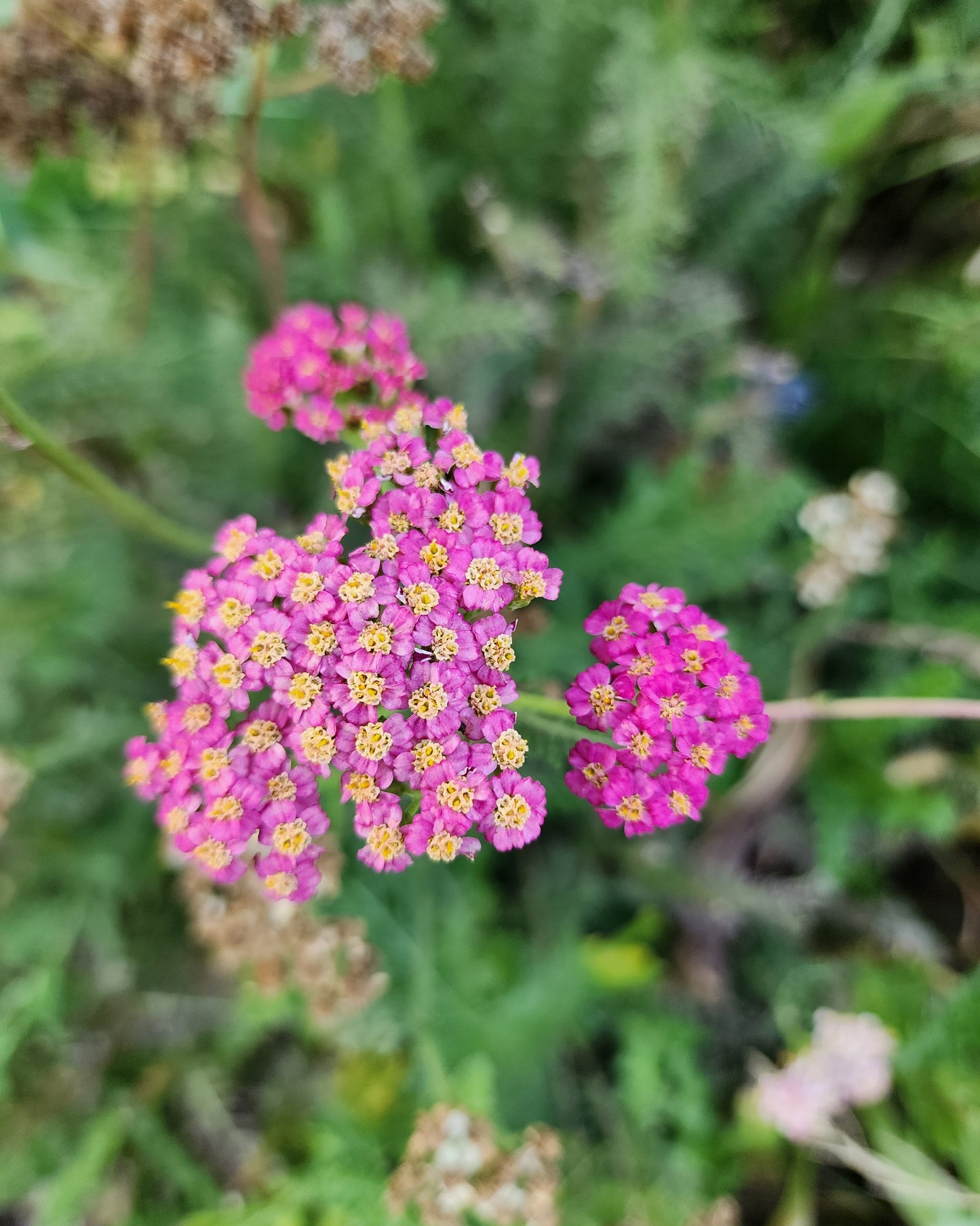 Pink Queen Yarrow
