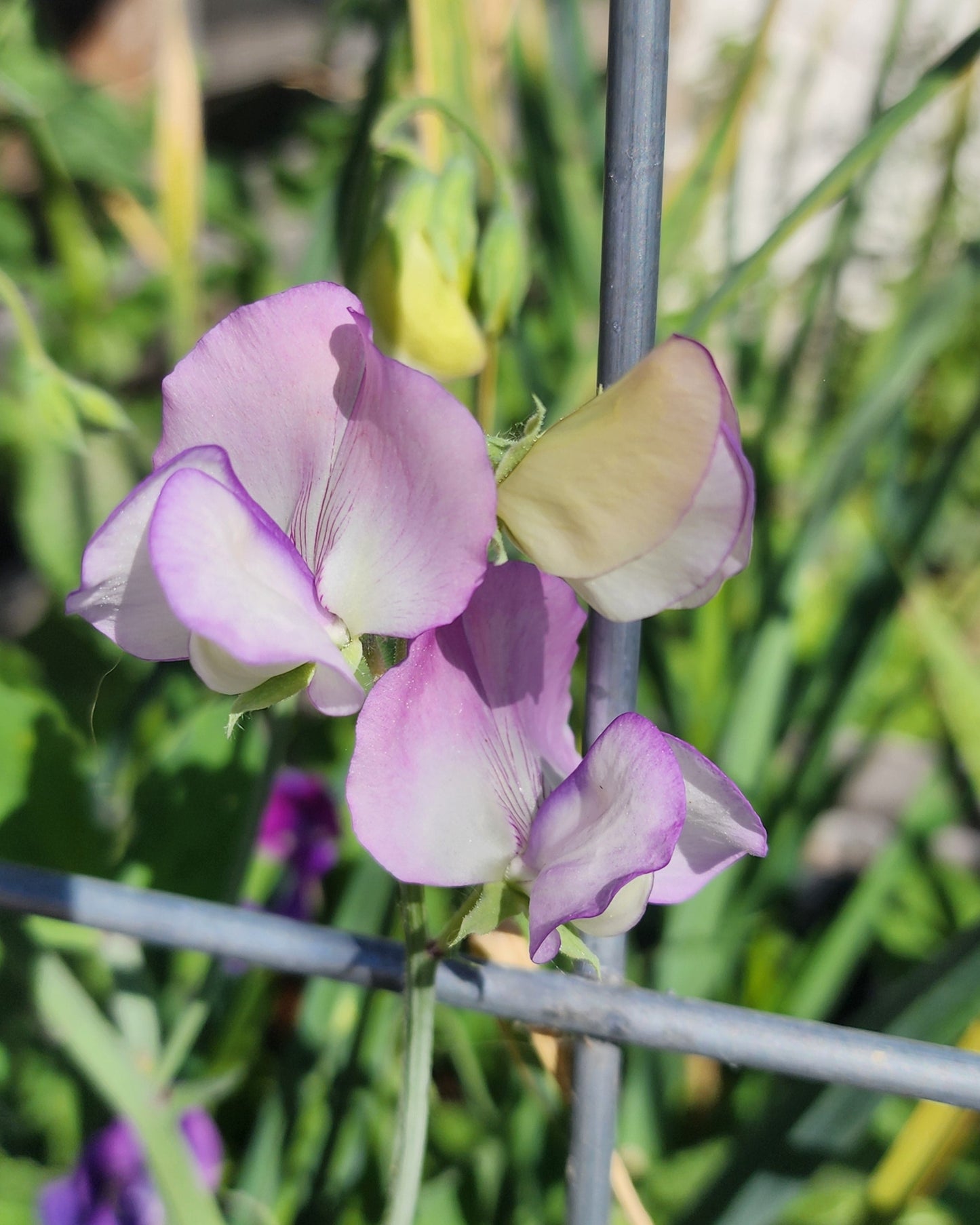 Kaleidoscope Sweet Pea