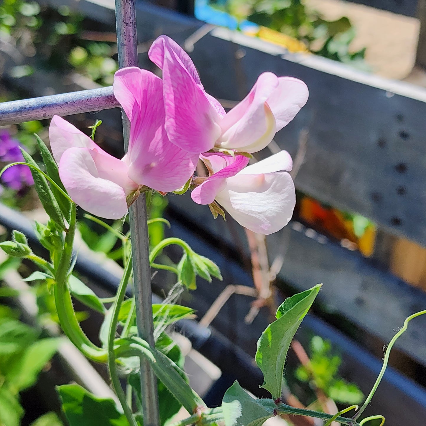 Kaleidoscope Sweet Pea