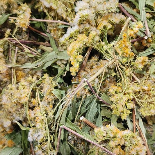 Wild Foraged Goldenrod Flower