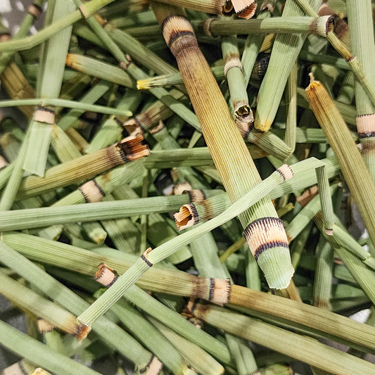Wild Foraged Horsetail