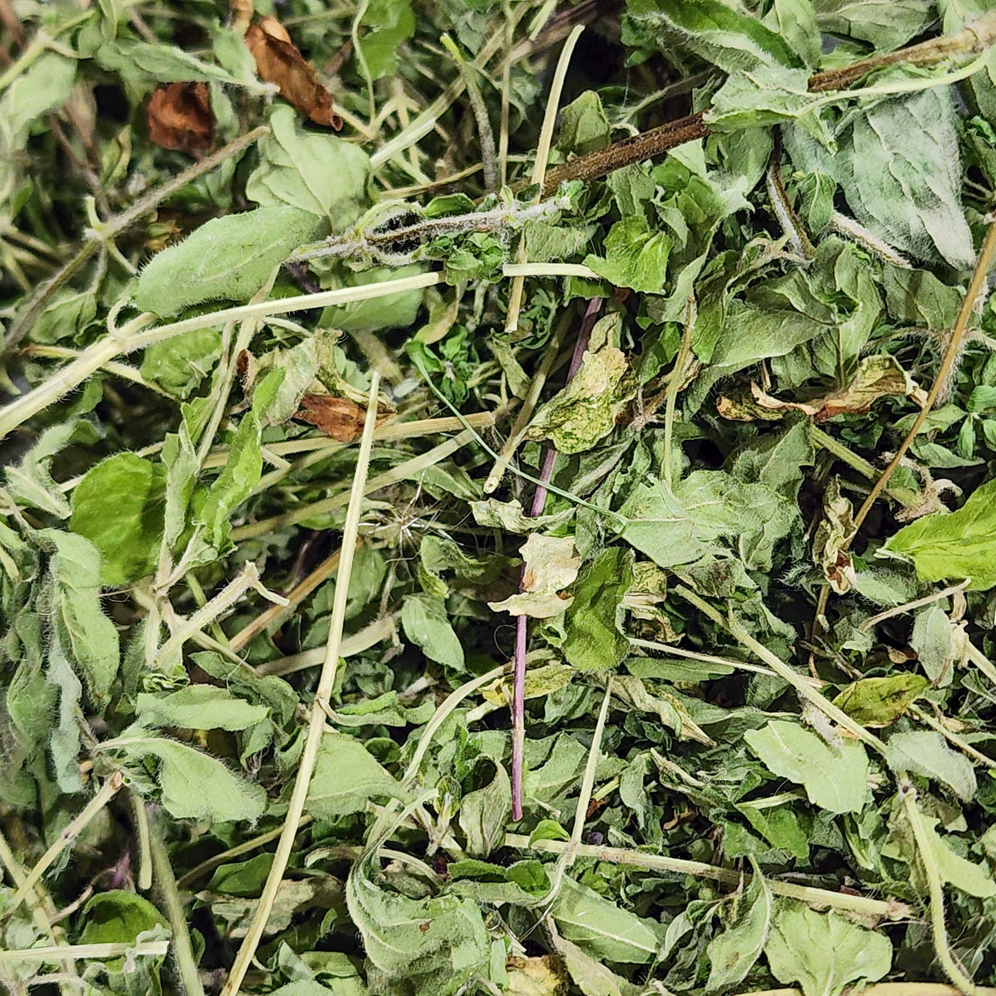 Oregano