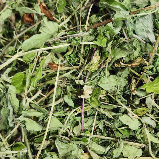 Oregano