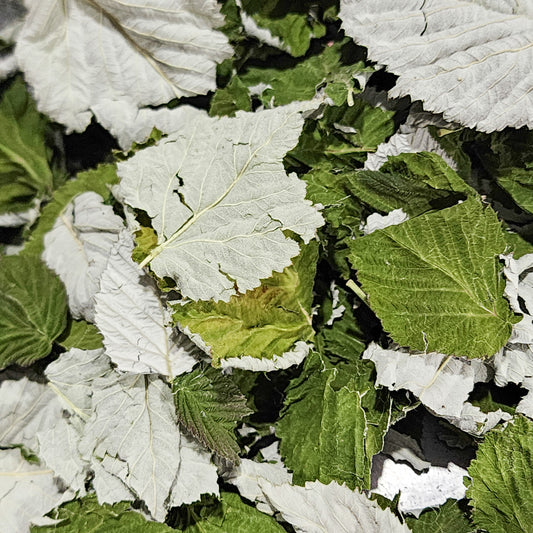 Red Raspberry Leaves