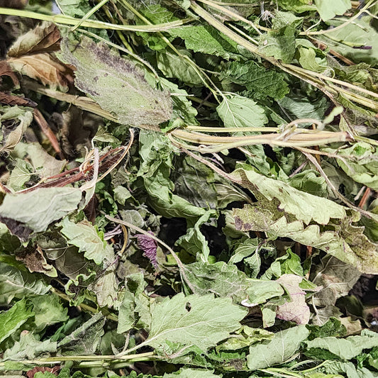 Lemon Balm
