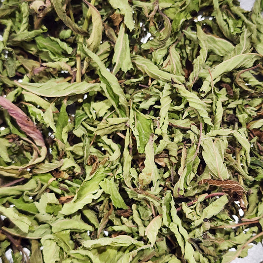 Pineapple Sage