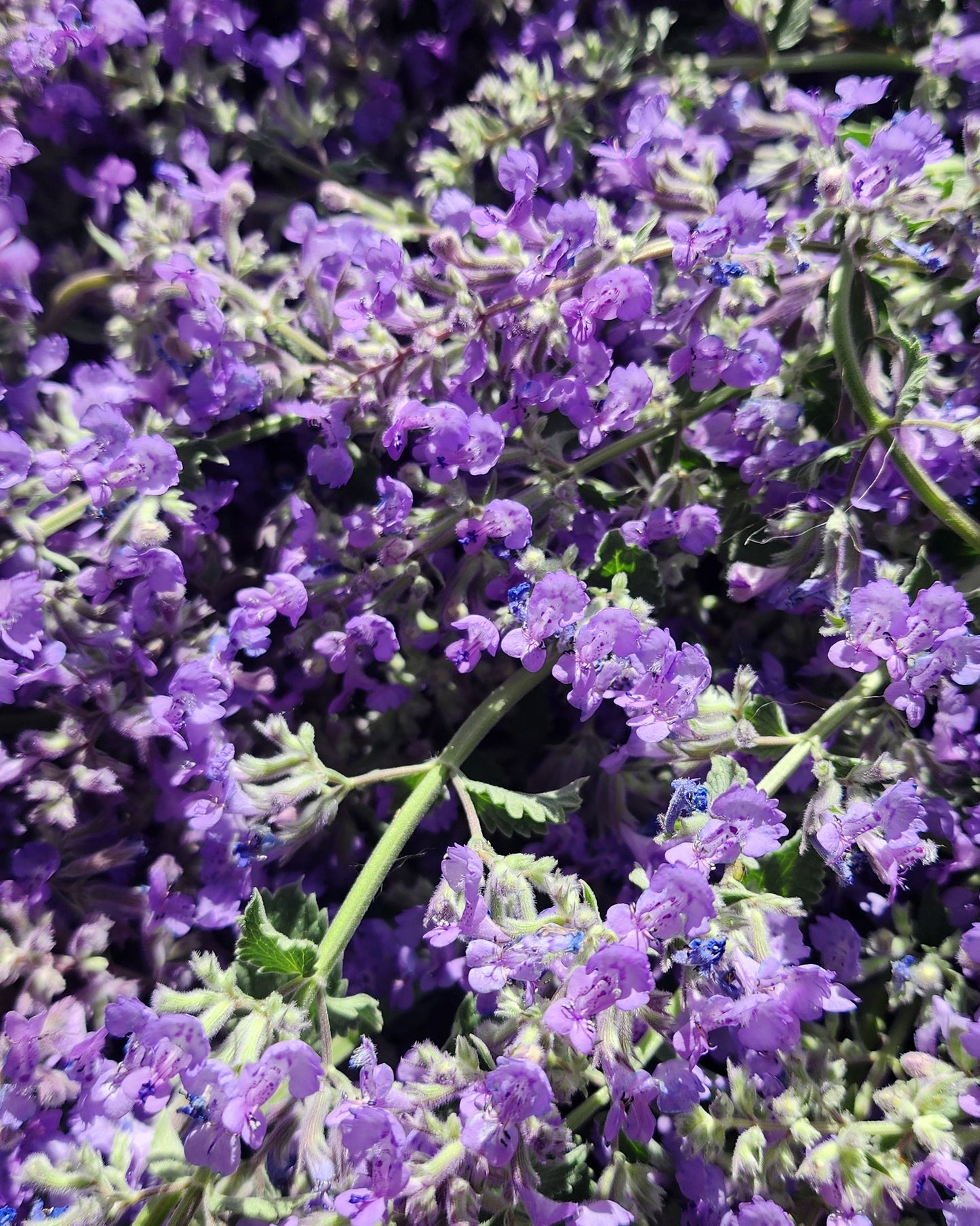 Catmint