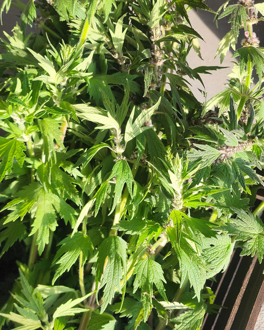 Motherwort