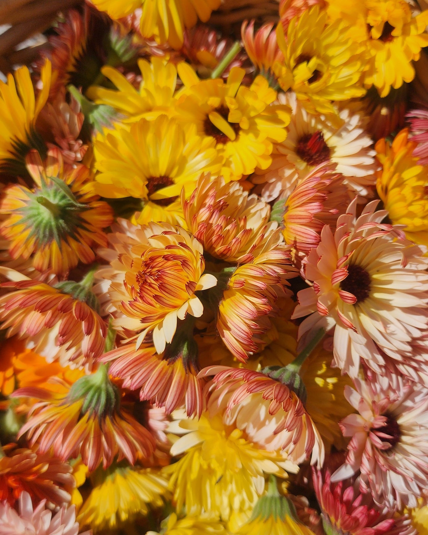 Calendula
