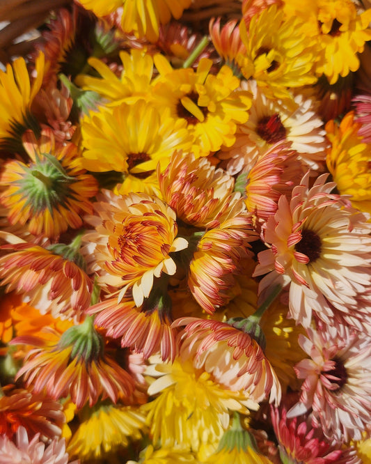 Calendula