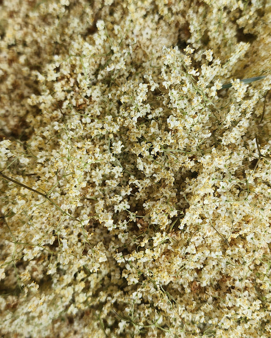 Elderflower