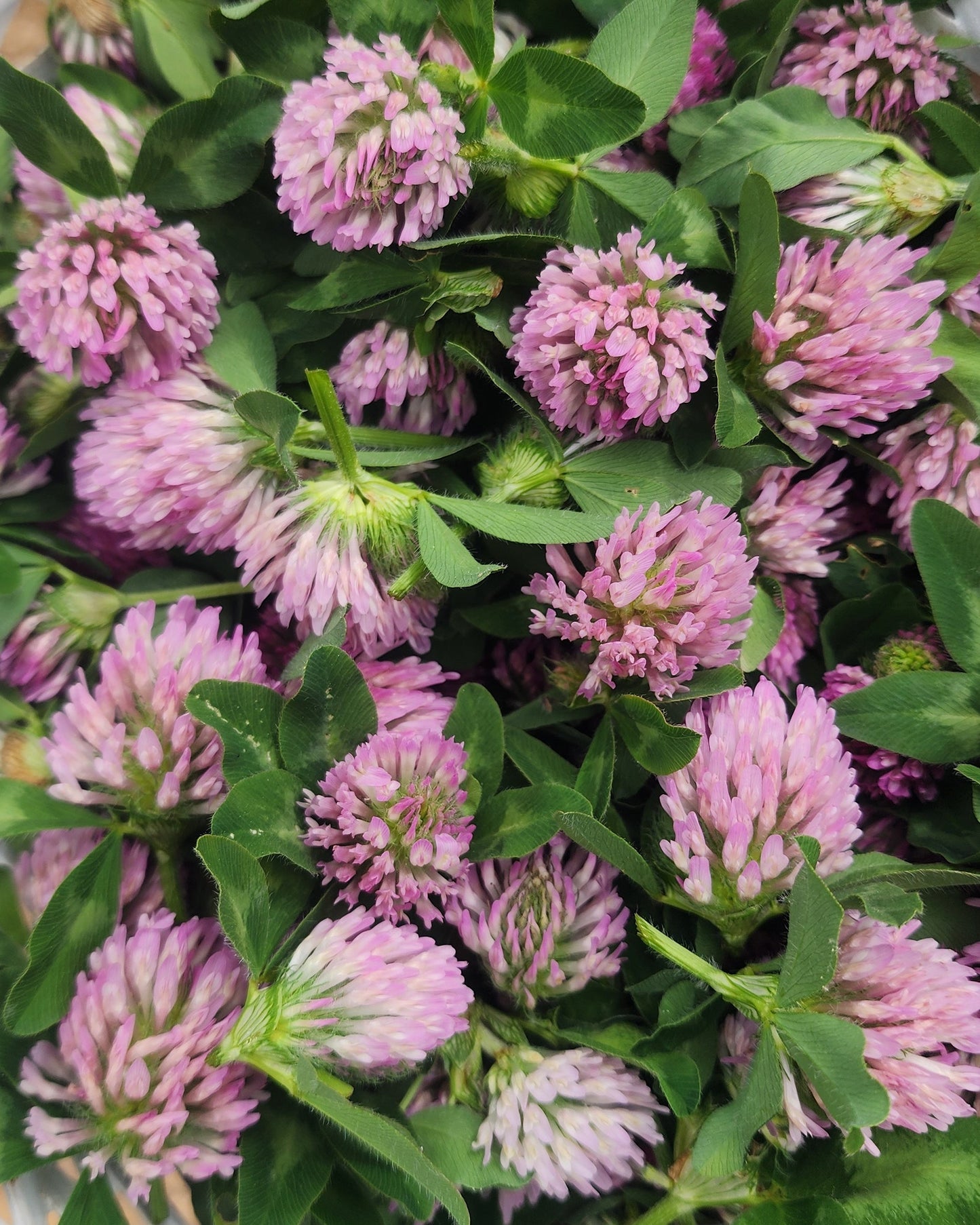 Red Clover