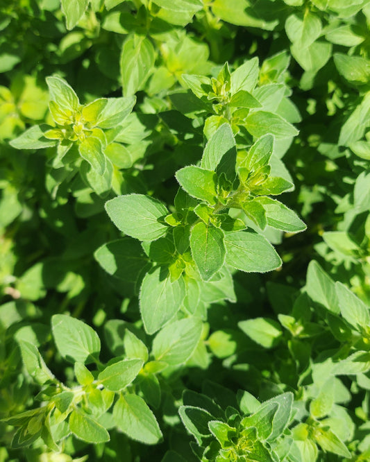 Greek Oregano