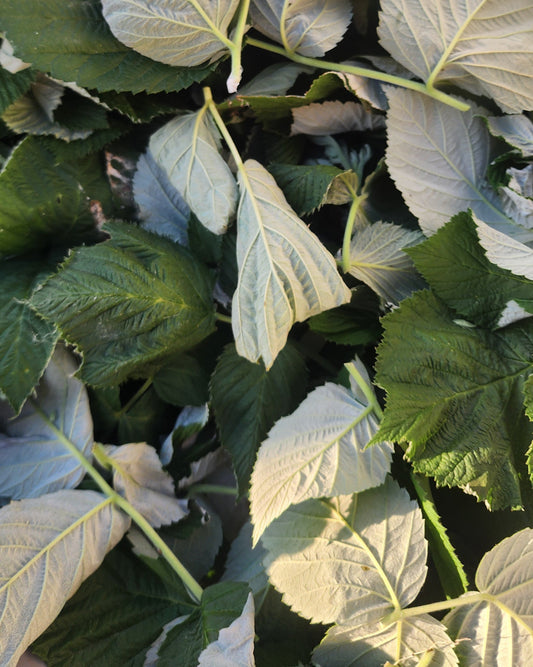 Red Raspberry Leaf