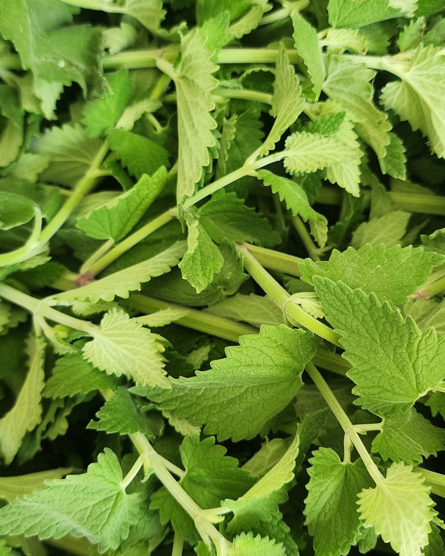 Catnip