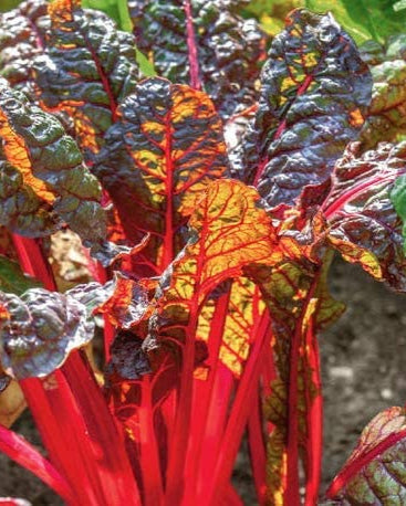 Ruby Red Swiss Chard